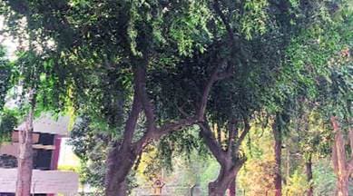 Child life tree Chandigarh, Chandigarh child life tree, Baba Ramdev, Ramdec fertility drug, fertility drug, Chandigarh tree, fertility drug tree, Chandigarh, regional news, Indian Express