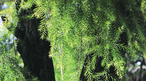 https://images.indianexpress.com/2016/12/tree-480.jpg