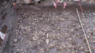 Ancient potato garden, north american native potato garden, archeologists, ancient potatoes, wild food plant, potato cultivation, science, science news