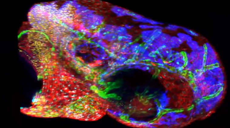 5D, 5D technique, cell phones, Hyper Spectral Phasor, HySP, fluorescent imaging, 5D to diagnose diseases, cell phone images, molecules with dyes, science, science news