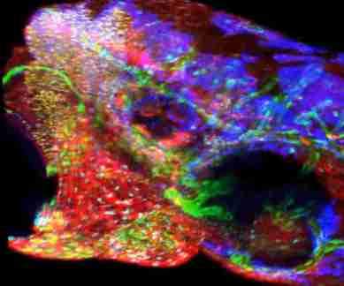 5D, 5D technique, cell phones, Hyper Spectral Phasor, HySP, fluorescent imaging, 5D to diagnose diseases, cell phone images, molecules with dyes, science, science news