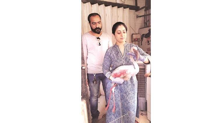 Two more flamingos died on January 20 and 21. Express 