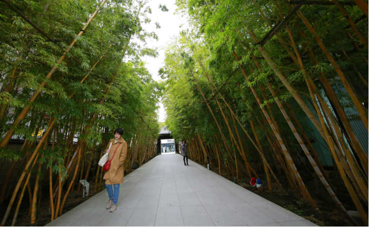 Bamboo, healing properties of bamboo, anti bacterial properties, wound healing properties, bambooo leaves, tissue repair, Science, Science news