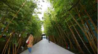 Bamboo, healing properties of bamboo, anti bacterial properties, wound healing properties, bambooo leaves, tissue repair, Science, Science news