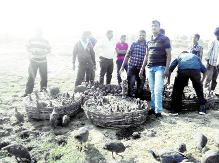 The guinea fowls dumped by a truck driver in Vastral on January 2. Javed Raja, Express 