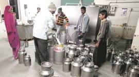 Maharashtra’s dairies, milk, milk prices, maharashtra milk prices, government of india, demonetisation, demonetisation effects, milk trading, cattle trading, cattle trading demonetisation, notebandim cow vigilanting, gau rakshaks, cow milk, buffallow milk, milk production, milk supply chain, inflation, narendra modi, Pm modi demonetisation, agriculture, farmers trading, farmers demonetisation, farmers cash crunch, india news, indian express news