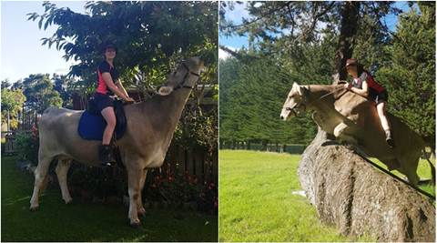 cow, cow riding, cow riding race, horse riding, new zealand teen cow riding, girl ride cow denied horse riding, bizarre news, viral news, latest news, indian express
