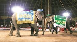 csz-480 mumbai circus, kharghar circus, Central Zoo Authority, cza, zoo bans circus, zoo authority bans mumbai circus, zoo bans kharghar circus, mumbai news, india news