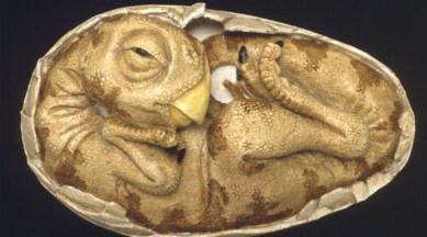 Dinosaur egg, dinosaur egg embryology, protoceratops, dinosaur fossils, dinosaur egg fossils, dinosaur embryo, Hypacrosaurus embryo, science, science news