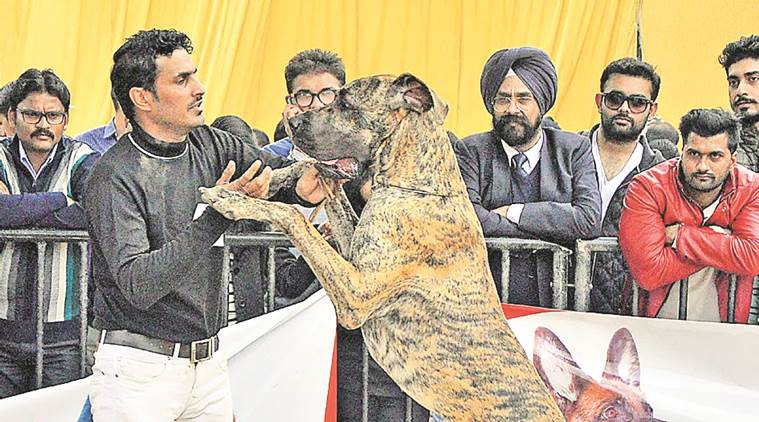 chandigarh, dog show, leisure valley, leisure valley dog show, chandigarh local news, indian express news