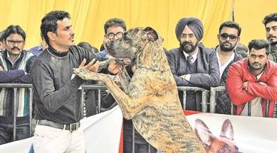 chandigarh, dog show, leisure valley, leisure valley dog show, chandigarh local news, indian express news