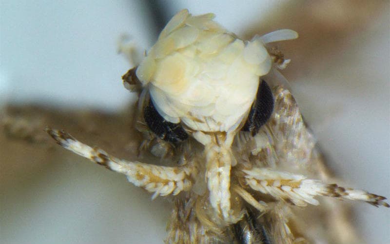  Donald trump, Donald trump moth, Neopalpa donaldtrumpi, 45th US president, moth named after donald trump, donald trump moth california, bohart museum of entomology, science, science news
