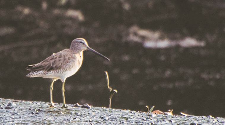 Dowitcher, birdwatcher Ronit Datta, Thane Creek, bird watching, mumbai news, indian express news