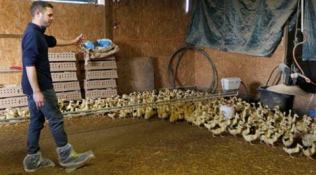 France, France bird flu, Bird Flu in France, France Bird Flu news, Frace to contain bird flu spread, Latest news, International news, world news