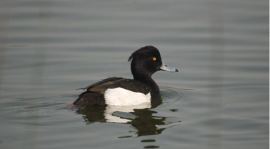 Odisha poaching, poaching, Padmapur reserve forest, birds poached in Odisha, poachers arrested in Odisha, poachers, odisha news, india news, latest news, indian express