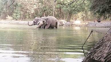 poachers, poachers attacked by elephants, poacher trampled to death, Wildlife Protection Act, Thattekkad bird sanctuary, indian express news