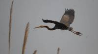herons-stealth-in-the-swamps-480 herons, birdwatching, bird watching, Night herons, Night herons habitat, heron habitata, heron watching, bird sightings tips, indian express, eye magazine, sunday eye, eye 2017
