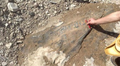 South texas fossil, ichthyosaur, dolphin reptile fossil, 90 million years ago, paleontology, plesiosaur, reptile fossil, science, scien