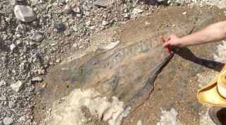 South texas fossil, ichthyosaur, dolphin reptile fossil, 90 million years ago, paleontology, plesiosaur, reptile fossil, science, scien