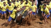 Jallikattu, jallikattu Thiruvappur, Pudukottai, Pudukottai jallikattu, Thiruvappur Jallikattu death, Jallikattu , Jallikattu protest, tamil nadu, tamil nadu jallikattu, latest news, latest india news