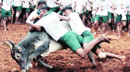 pune, pune news, jallikattu, jallikattu animal rights, animla rights, pune civic polls, pune civic elections, supreme court, PETA, indian express, india news