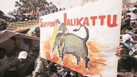 jallikattu, jallikattu protests, peta jallikattu, jallikattu awbi, jallikattu issue, india news