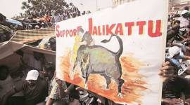 jallikattu-480 jallikattu, jallikattu protests, peta jallikattu, jallikattu awbi, jallikattu issue, india news