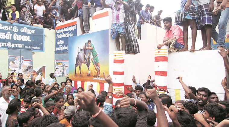 Jallikattu, jallikattu, jallikattu protests, Vidyasagar Rao,O Panneerselvam, jallikattu injury, tamil nadu, tamil nadu protests, chennai, chennai ptotests, chennai jallikattu protests, chennai news, tamil nadu news, indian express news