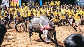 Jallikattu, Jallikattu festival, AIADMK leader P Venugopal, AIADMK praises Centre, Centre on Jallikattu, President Pranab Mukherjee, indian express news