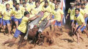Taking Jallikattu bull by the horns: Protests in TN and the many legal twists and turns