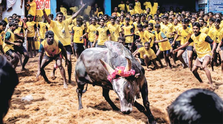 jallikattu, pongal, jallikattu pongal, jallikattu tamil nadu, madurai jallikattu, indian express