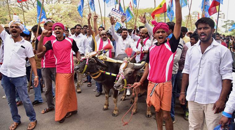 kambala, karnataka bull sports, karnataka protest, kambala protest, india news, siddaramaiah kambala, karnataka cm kambala, latest news