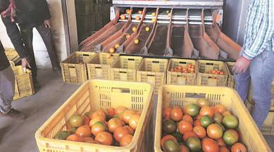 punjab elections, punjab polls, kinnow, kinnow orange, SAD, shiromani akali dal BJP, kinnow farmers, punjab king fruit, india pakistan borderm parkash singh badal, indian express news, PAIC, india news, agriculture politics