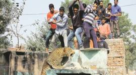leopard, leopard attack, gurgaon leopard attack, man vs wild, man versus wild, forest department, leopard attack, animal enncroachment, Aravalli Range, delhi news, indian express news