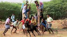 jallikattu, jallikattu tamil nadu, jallikattu protests, tamil nadu, protests in tamil nadu, jallikattu protests in tamil nadu, jallikattu history, bull fighting in tamil nadu, bull sport in tamil nadu, pongal, pongal celebrations, Indian Express