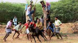 No bull, this could be why Tamil Nadu is obsessed with Jallikattu
