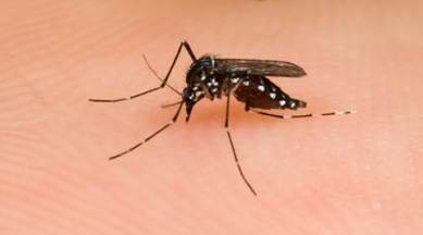ahmedabad vector borne diseases, vector borne diseases, ahmedabad news, india news, indian express