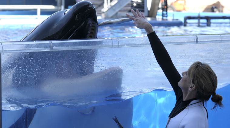 Tilikum, ‘Blackfish’ orca that killed trainer, dies at SeaWorld Orlando ...