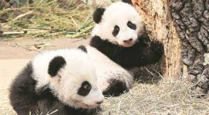 Panda grandpa is gone. It is time to rethink vanity saviour projects