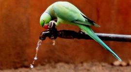 Pune heat, summers, Pune temperature, Pune hottest day, India Meteorology Department (IMD), IMD on Pune summers, indian express news