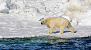 US: Polar bear plan does not seek direct action on climate change