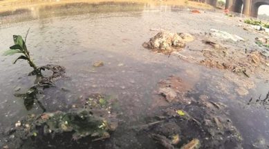 vadodara, vadodara riverbanks, Gujarat holi, holi celebrations, india news, gujarat news