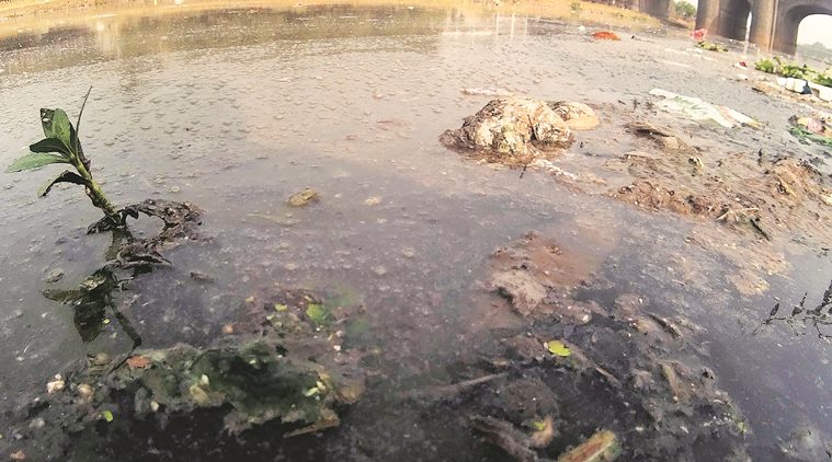 Rivers in Pune, Pun's dying rivers, Mula and Mutha rivers. Mutha River, Mula River, pollution in rivers of India, India rivers news, Pollution in Indian rivers, polluting India rivers, Indian rivers story, Latest news, pollution of Indian rivers story, national news, Pollution in India