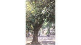 Kanak Champa, dinner plate tree of Punjab, Punjab news, India news, national news, India news, Punjab dinner plate tree, India news, national news