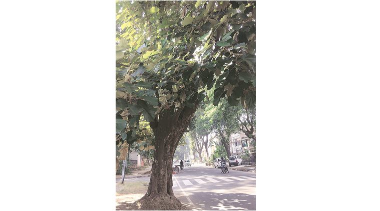 Kanak Champa, dinner plate tree of Punjab, Punjab news, India news, national news, India news, Punjab dinner plate tree, India news, national news