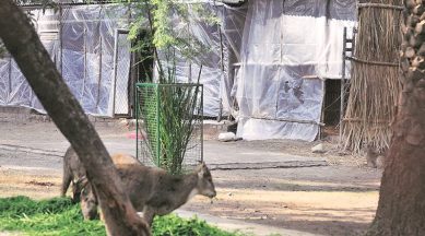 Punjab winter challenge: At Chhatbir, heaters, radiators, straw help animals beat the chill | Cities News,The Indian Express Punjab winter challenge: At Chhatbir, heaters, radiators, straw help animals beat the chill | Cities News,The Indian Express