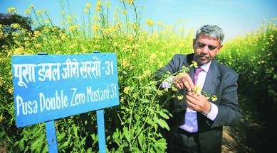 Indian mustard, canola, GM, genetically modified seeds, canola grade, Pusa Double Zero Mustard-3, PDZM-31, rabi crop, IARI, indian mustard oil, indian express news, agriculture news