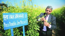 Indian mustard, canola, GM, genetically modified seeds, canola grade, Pusa Double Zero Mustard-3, PDZM-31, rabi crop, IARI, indian mustard oil, indian express news, agriculture news