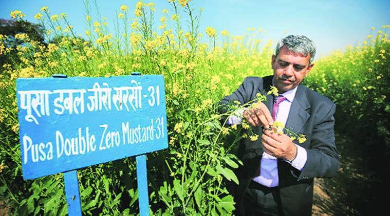 Indian mustard, canola, GM, genetically modified seeds, canola grade, Pusa Double Zero Mustard-3, PDZM-31, rabi crop, IARI, indian mustard oil, indian express news, agriculture news