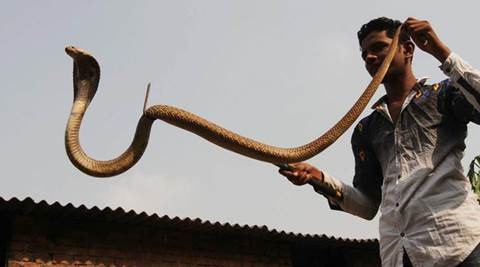 Florida enlists snake hunters from India to catch pythons | The Indian ...